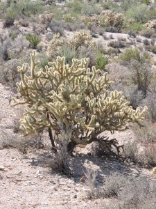 141011 Mojave National Reserve (12)