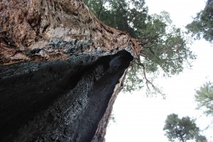 150518 Sequoia NP (31)